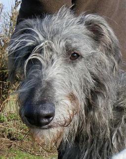 Schottischer Hirschhund