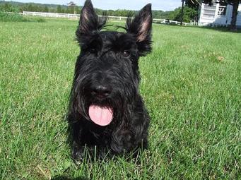Scottish Terrier