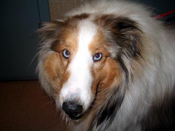 Shetland Sheepdog
