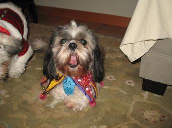 Shih Tzu