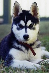 Sibirischer Husky