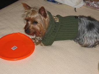 Silky Terrier