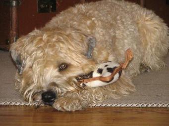 Soft Coated Wheaten Terrier