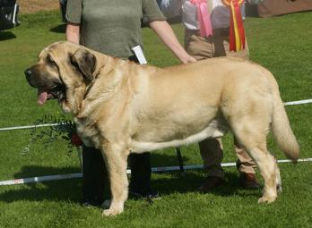 Spaanse Mastiff