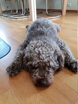 Spanischer Wasserhund