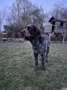 Spinone Italiano