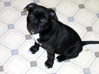 Staffordshire Bullterrier