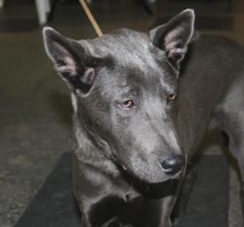 Thai Ridgeback