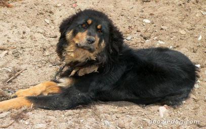 Tibetaanse Mastiff
