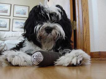 Tibet-Terrier