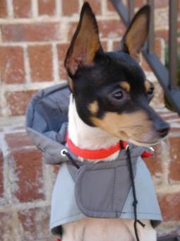 Toy Foxterrier