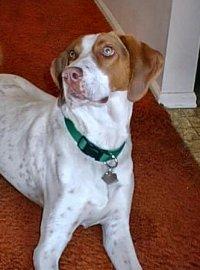 Treeing Walker Coonhound