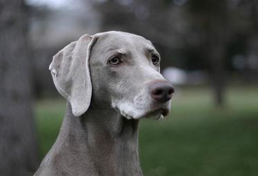 Weimaraner