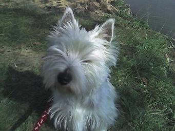 West Highland White Terrier
