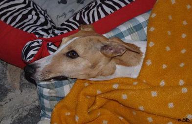 Whippet