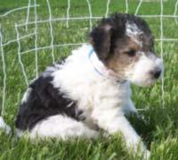 Drahthaar-Foxterrier