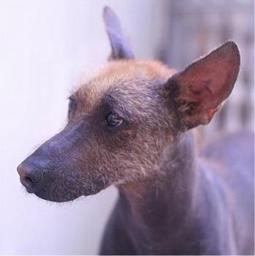 Xoloitzcuintli