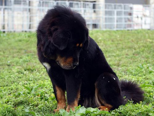 Dogue du Tibet