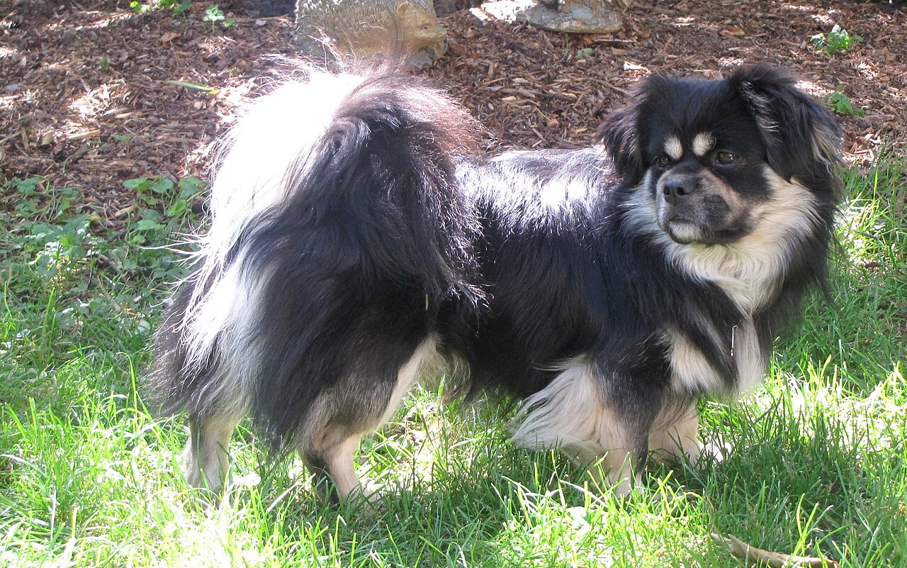 Tibetan Spaniel