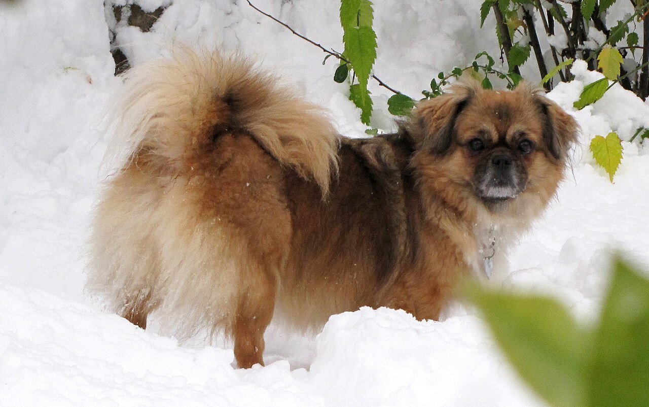 Tibetan Spaniel