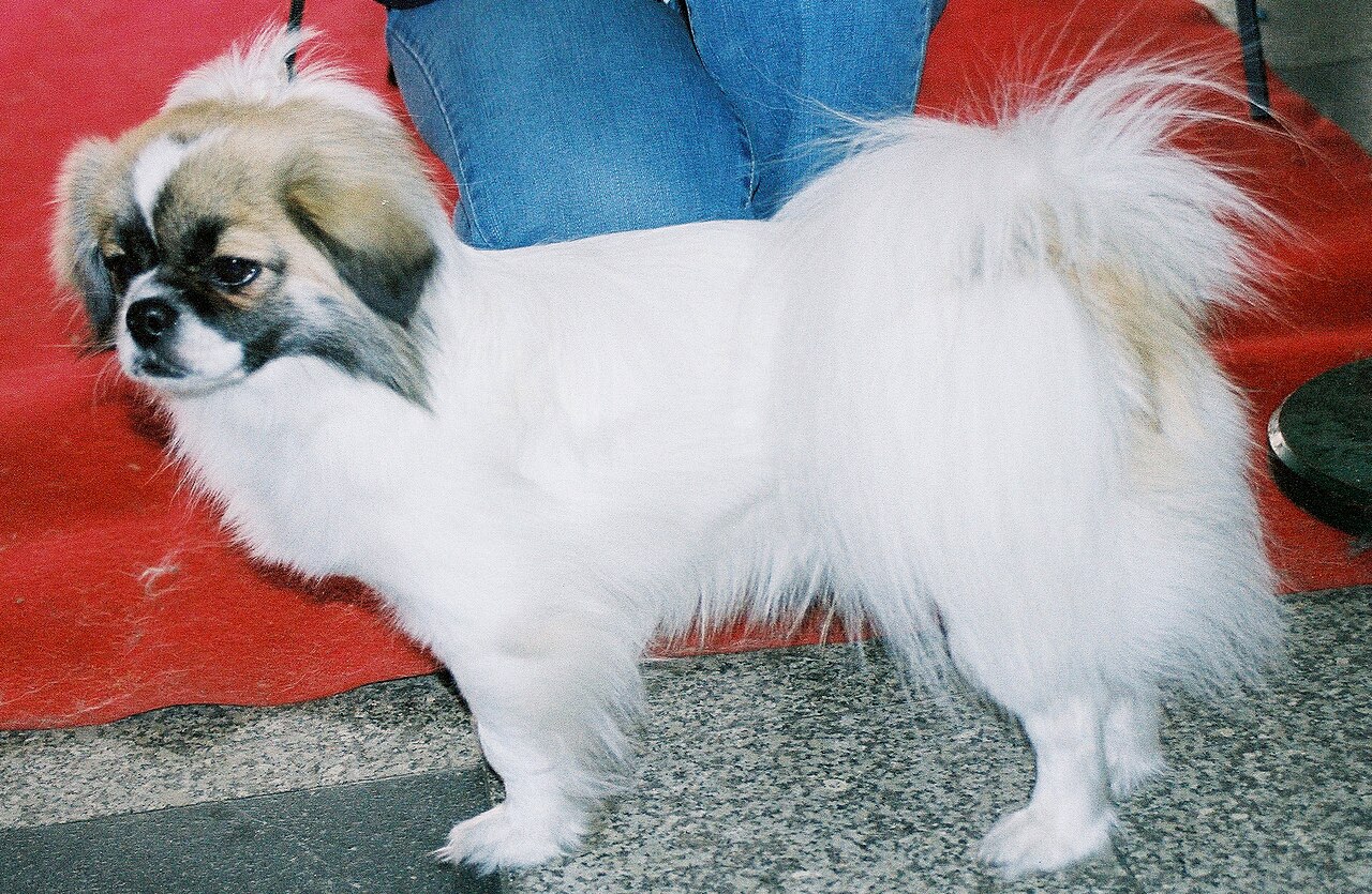 Tibetan Spaniel