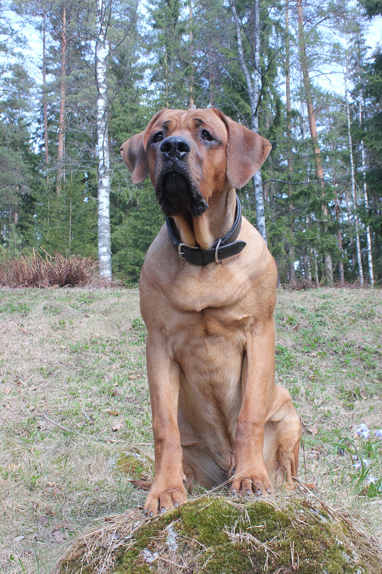 Tosa Inu