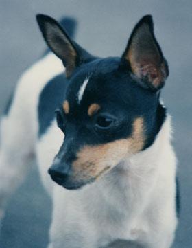 Toy Fox Terrier