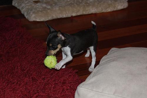 Toy Fox Terrier