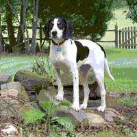 Treeing Walker Coonhound