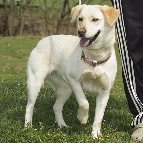 Treeing Walker Coonhound