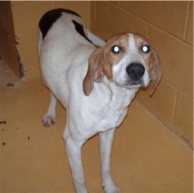 Treeing Walker Coonhound