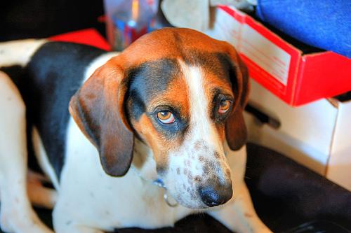 Treeing Walker Coonhound