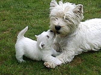 West Highland White Terrier