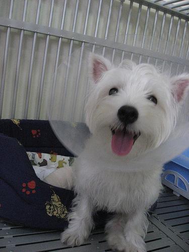 West Highland White Terrier