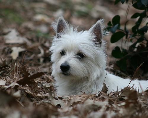 West Highland White Terrier