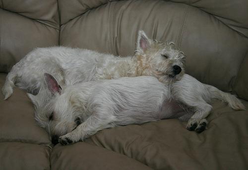 West Highland White Terrier