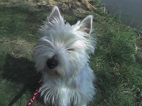 West Highland White Terrier