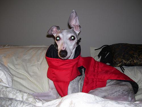 Whippet