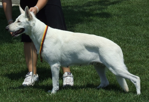 White Swiss Shepherd