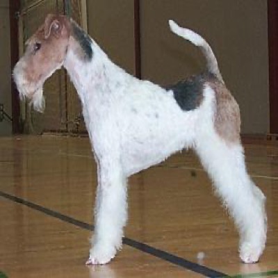 Fox-Terrier à Poil Dur