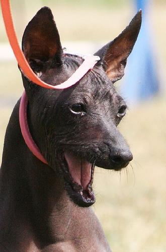 Xoloitzcuintle