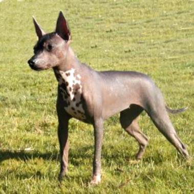 Xoloitzcuintle
