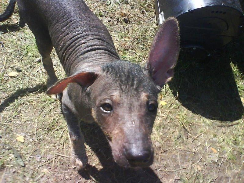 Xoloitzcuintle