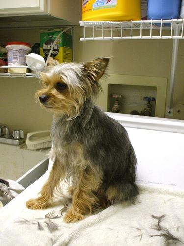 Yorkshire Terrier