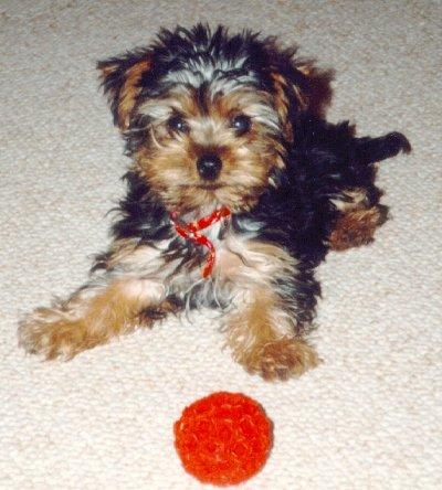 Yorkshire Terrier