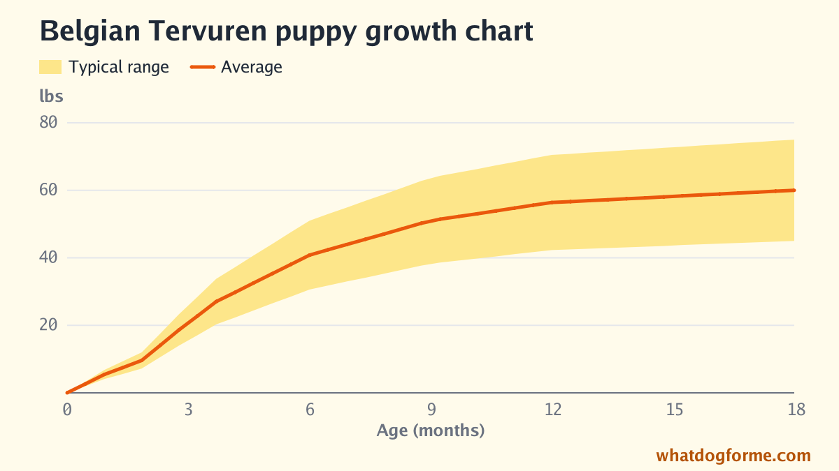 Belgian Tervuren puppy growth chart: expected weight by month from birth to 18 months, adult weight 45-75 lbs