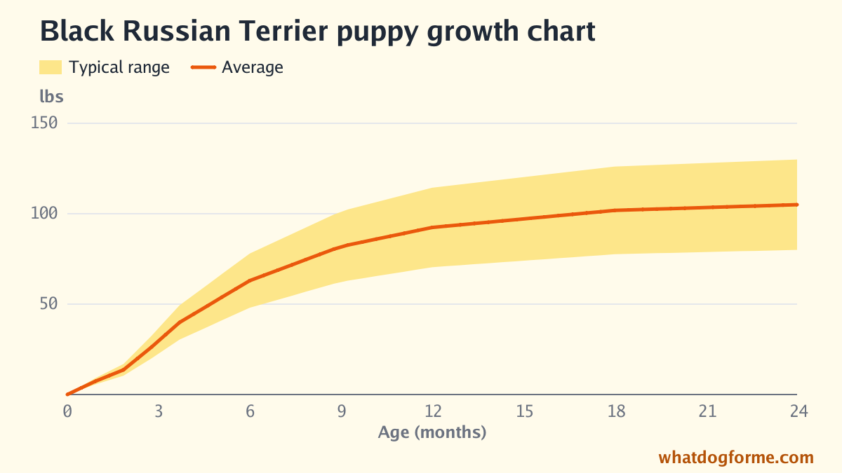 Black Russian Terrier puppy growth chart: expected weight by month from birth to 24 months, adult weight 80-130 lbs