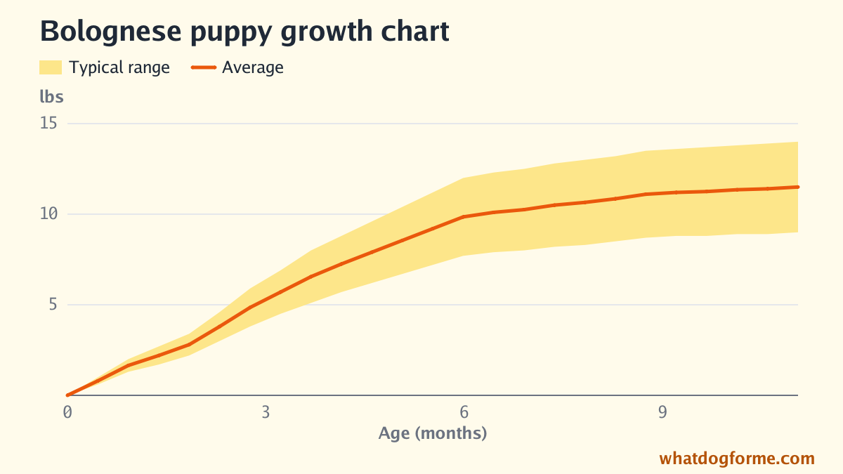 Bolognese puppy growth chart: expected weight by month from birth to 11 months, adult weight 9-14 lbs