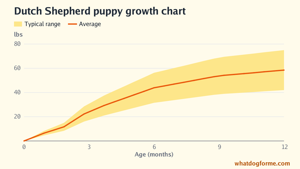 Dutch Shepherd puppy growth chart: expected weight by month from birth to 12 months, adult weight 42-75 lbs