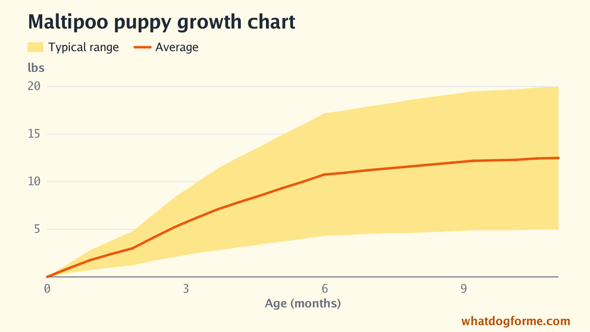 Maltipoo puppy growth chart: expected weight by month from birth to 11 months, adult weight 5-20 lbs